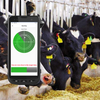 RFID Animal Cattle/Cow/Sheep Management System